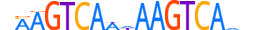 NR2E1.H13CORE.1.S.B motif logo (NR2E1 gene, NR2E1_HUMAN protein)