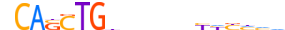 PTF1A.H13CORE.0.P.B motif logo (PTF1A gene, PTF1A_HUMAN protein)