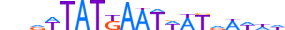 SALL3.H13CORE.0.PSG.A motif logo (SALL3 gene, SALL3_HUMAN protein)