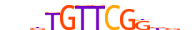 SOX11.H13CORE.1.S.B motif logo (SOX11 gene, SOX11_HUMAN protein)