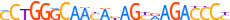 ZN121.H13CORE.0.P.B motif logo (ZNF121 gene, ZN121_HUMAN protein)