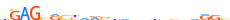 ZN205.H13CORE.0.P.C motif logo (ZNF205 gene, ZN205_HUMAN protein)