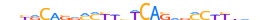 ZN239.H13CORE.0.P.C motif logo (ZNF239 gene, ZN239_HUMAN protein)