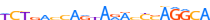 ZNF14.H13CORE.0.P.C motif logo (ZNF14 gene, ZNF14_HUMAN protein)