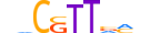 ZNF507.H13CORE.0.I.B motif logo (ZNF507 gene, ZN507_HUMAN protein)