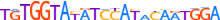 ZNF8.H13CORE.1.P.B motif logo (ZNF8 gene, ZNF8_HUMAN protein)