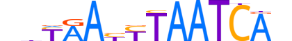 DUXA.H13INVITRO.0.SM.B reverse-complement motif logo (DUXA gene, DUXA_HUMAN protein)