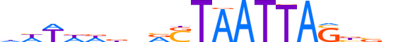 EVX2.H13INVITRO.1.S.B reverse-complement motif logo (EVX2 gene, EVX2_HUMAN protein)