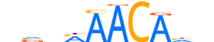 FOXL2.H13INVITRO.0.PSM.A reverse-complement motif logo (FOXL2 gene, FOXL2_HUMAN protein)