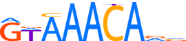 FOXO3.H13INVITRO.0.PS.A reverse-complement motif logo (FOXO3 gene, FOXO3_HUMAN protein)