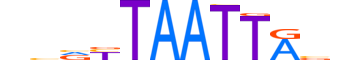 LHX5.H13INVITRO.0.PSM.A motif logo (LHX5 gene, LHX5_HUMAN protein)