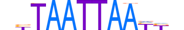 LMX1B.H13INVITRO.1.SM.B motif logo (LMX1B gene, LMX1B_HUMAN protein)