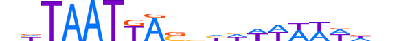 NKX61.H13INVITRO.0.PS.A motif logo (NKX6-1 gene, NKX61_HUMAN protein)