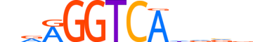 NR2C1.H13INVITRO.0.S.C motif logo (NR2C1 gene, NR2C1_HUMAN protein)