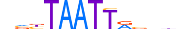 PHX2A.H13INVITRO.1.SM.B reverse-complement motif logo (PHOX2A gene, PHX2A_HUMAN protein)