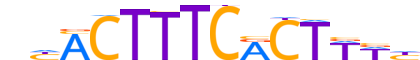 PRDM1.H13INVITRO.1.PS.A reverse-complement motif logo (PRDM1 gene, PRDM1_HUMAN protein)