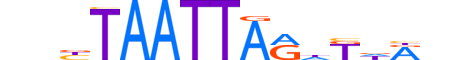 PRRX2.H13INVITRO.1.S.B motif logo (PRRX2 gene, PRRX2_HUMAN protein)