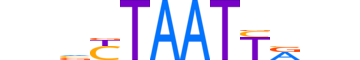 TLX2.H13INVITRO.0.SM.B reverse-complement motif logo (TLX2 gene, TLX2_HUMAN protein)