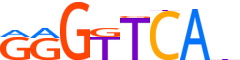 VDR.H13INVITRO.1.PS.A motif logo (VDR gene, VDR_HUMAN protein)