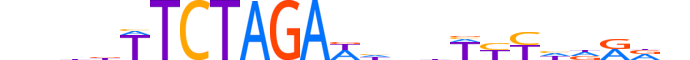 ZBT26.H13INVITRO.1.SM.B motif logo (ZBTB26 gene, ZBT26_HUMAN protein)