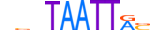 DLX1.H13INVITRO.1.PSM.A motif logo (DLX1 gene, DLX1_HUMAN protein)