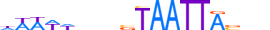 DLX2.H13INVITRO.1.S.B motif logo (DLX2 gene, DLX2_HUMAN protein)