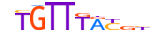 FOXG1.H13INVITRO.0.PSM.A motif logo (FOXG1 gene, FOXG1_HUMAN protein)