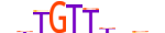 FOXL2.H13INVITRO.0.PSM.A motif logo (FOXL2 gene, FOXL2_HUMAN protein)