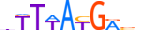 HXA11.H13INVITRO.0.PS.A motif logo (HOXA11 gene, HXA11_HUMAN protein)