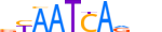 LHX6.H13INVITRO.0.P.B motif logo (LHX6 gene, LHX6_HUMAN protein)