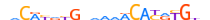 NPAS2.H13INVITRO.0.M.B motif logo (NPAS2 gene, NPAS2_HUMAN protein)