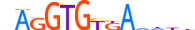 TBX19.H13INVITRO.1.SM.B motif logo (TBX19 gene, TBX19_HUMAN protein)