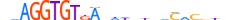 TBX4.H13INVITRO.1.S.B motif logo (TBX4 gene, TBX4_HUMAN protein)