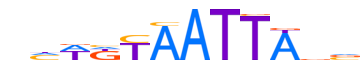 DLX5.H13INVIVO.0.PSM.A reverse-complement motif logo (DLX5 gene, DLX5_HUMAN protein)