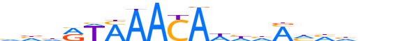 FOXJ2.H13INVIVO.2.S.B reverse-complement motif logo (FOXJ2 gene, FOXJ2_HUMAN protein)