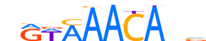 FOXK1.H13INVIVO.0.PS.A reverse-complement motif logo (FOXK1 gene, FOXK1_HUMAN protein)