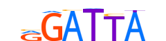 LEUTX.H13INVIVO.0.PSGB.A reverse-complement motif logo (LEUTX gene, LEUTX_HUMAN protein)