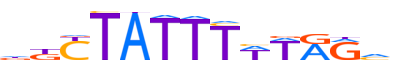 MEF2C.H13INVIVO.0.P.B motif logo (MEF2C gene, MEF2C_HUMAN protein)