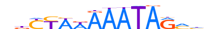 MEF2C.H13INVIVO.0.P.B reverse-complement motif logo (MEF2C gene, MEF2C_HUMAN protein)