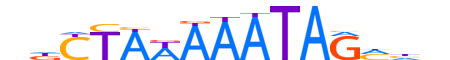 MEF2D.H13INVIVO.0.PS.A reverse-complement motif logo (MEF2D gene, MEF2D_HUMAN protein)