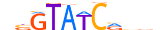 SIX2.H13INVIVO.2.SM.B reverse-complement motif logo (SIX2 gene, SIX2_HUMAN protein)