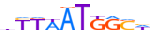 HXB8.H13INVIVO.0.PSM.A motif logo (HOXB8 gene, HXB8_HUMAN protein)