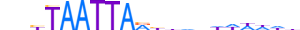 LMX1B.H13INVIVO.2.S.B motif logo (LMX1B gene, LMX1B_HUMAN protein)