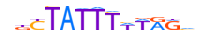 MEF2C.H13INVIVO.0.P.B motif logo (MEF2C gene, MEF2C_HUMAN protein)