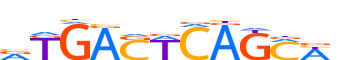 BACH1.H13RSNP.0.P.B reverse-complement motif logo (BACH1 gene, BACH1_HUMAN protein)