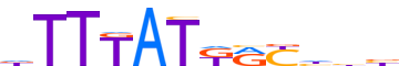 CDX2.H13RSNP.0.PS.A motif logo (CDX2 gene, CDX2_HUMAN protein)