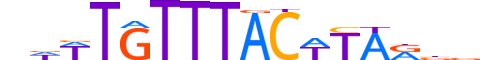 FOXA1.H13RSNP.1.S.C motif logo (FOXA1 gene, FOXA1_HUMAN protein)