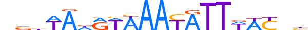 FOXD2.H13RSNP.0.S.D reverse-complement motif logo (FOXD2 gene, FOXD2_HUMAN protein)