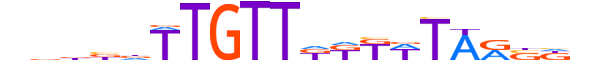 FOXE1.H13RSNP.0.SM.B motif logo (FOXE1 gene, FOXE1_HUMAN protein)