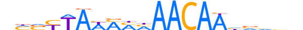 FOXE1.H13RSNP.0.SM.B reverse-complement motif logo (FOXE1 gene, FOXE1_HUMAN protein)